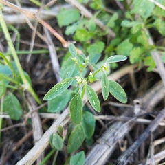 Euphorbia graminea