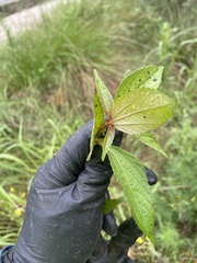 Acalypha australis