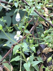Stellaria cuspidata