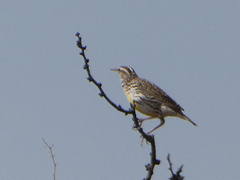 Sturnella magna lilianae