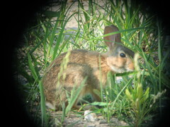 Sylvilagus transitionalis