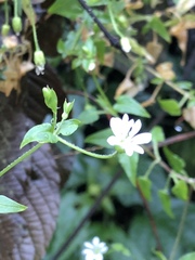 Stellaria cuspidata