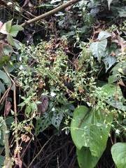 Stellaria cuspidata