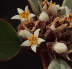 Stenanthemum pomaderroides
