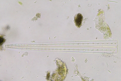 Climacosphenia moniligera