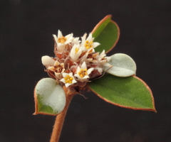 Stenanthemum pomaderroides