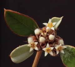 Stenanthemum pomaderroides