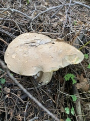 Boletus barrowsii