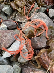 Gracilaria