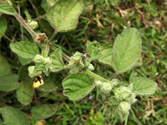 Oxycarenus hyalinipennis