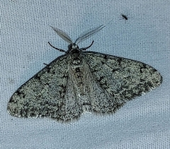 Phigalia strigataria