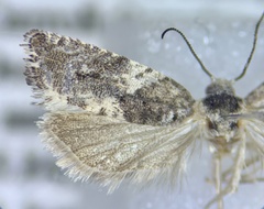Gypsonoma adjuncta
