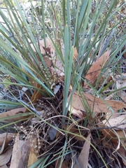 Lomandra multiflora dura