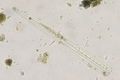 Climacosphenia moniligera