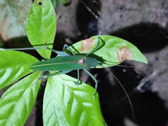 Pterophyllini