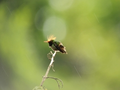 Lophornis delattrei image