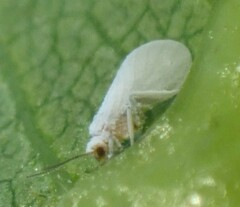 Coniopteryginae
