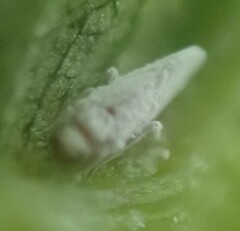 Coniopteryginae