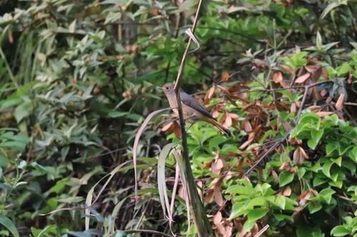 Blue-fronted Redstart