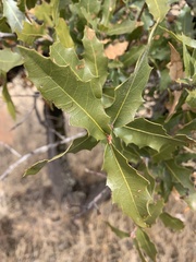 Quercus emoryi