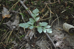 Sceptridium oneidense