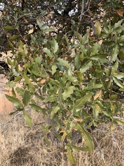 Quercus emoryi