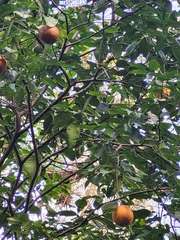 Citrus deliciosa