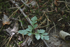 Sceptridium oneidense