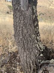 Quercus emoryi