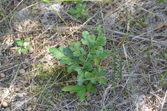 Sceptridium oneidense