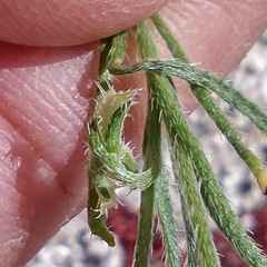 Pectocarya recurvata