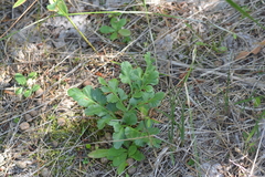 Sceptridium oneidense