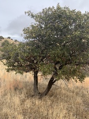 Quercus emoryi