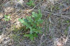 Sceptridium oneidense