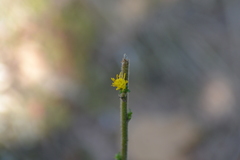 Solidago hispida hispida