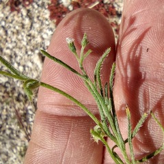 Pectocarya recurvata