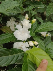 Tabernaemontana divaricata