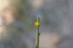 Solidago hispida hispida