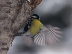 Parus major
