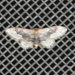 Idaea gemmata