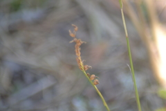 Spiranthes lacera lacera