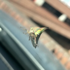 Umbonia