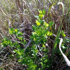 Baccharis glomeruliflora