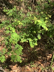 Breynia oblongifolia