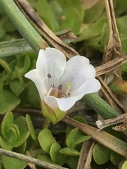 Bacopa