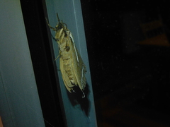 Abantiades latipennis