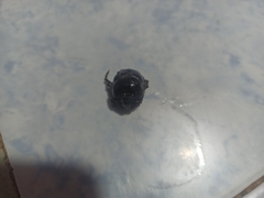 Eophileurus chinensis