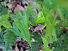 Dioscorea japonica