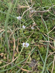 Bacopa