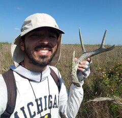 Odocoileus virginianus seminolus